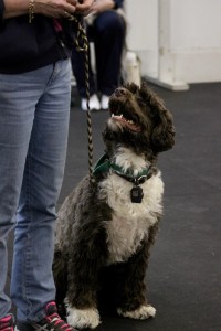 New Jersey Dog Trainer Gail Kulur and her dog "Stash"